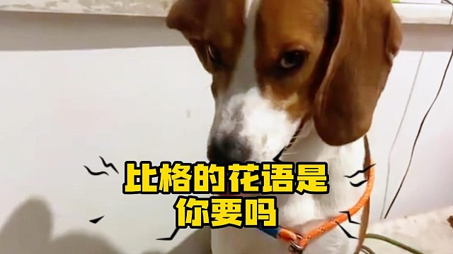 等我老了就养一只，看看能不能把我气死！