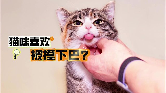 猫咪喜欢被摸下巴？原因让人意想不到