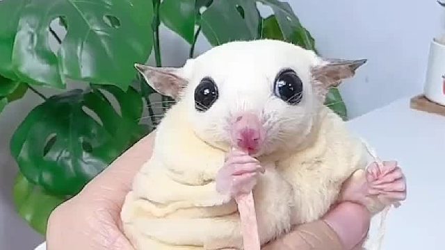 别发呆了，一会鱼条又被抢了