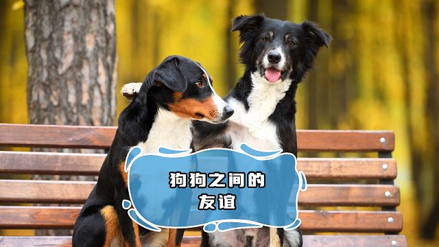 狗狗之间的友谊，是最纯粹的
