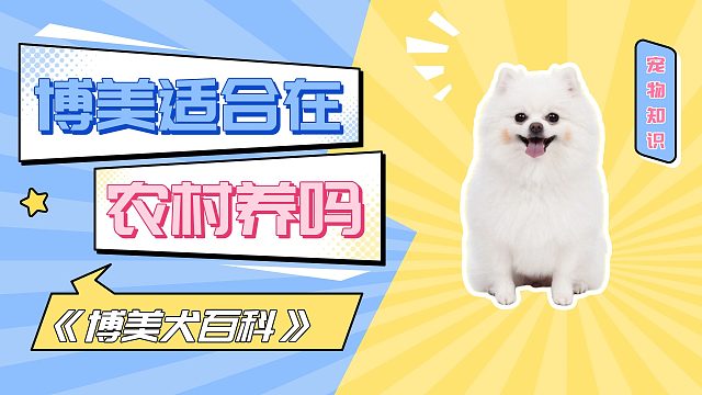 博美适合在农村养吗？老实说，不太适合！