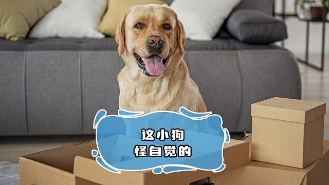 狗狗挨训，也要挺直腰杆子