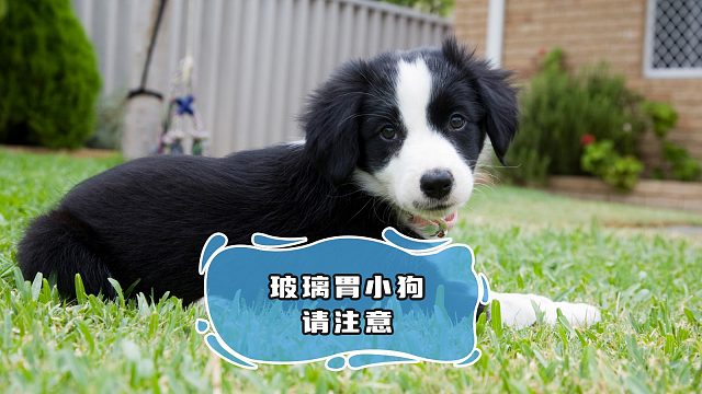 家有玻璃胃小狗的，一定要备上益生菌