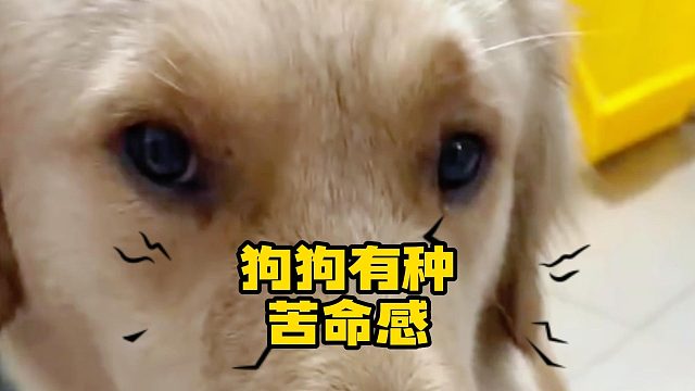 狗：活着呗，不能亖吧！