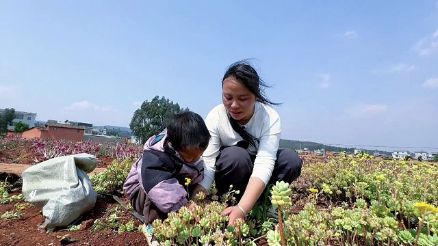 妈妈带娃捡多肉，十几亩多肉不要钱，免费拔到手抽筋