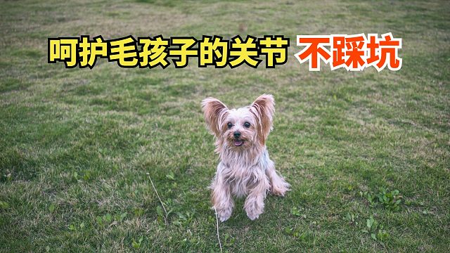 小型犬的关节养护，软骨素要早点安排