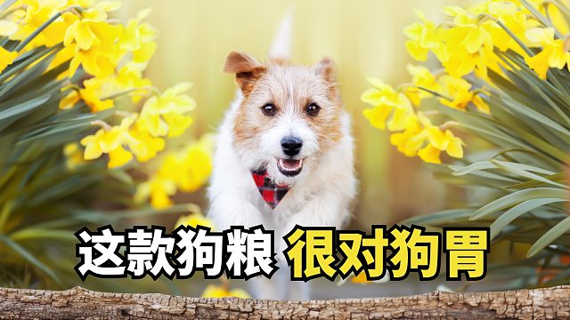 吃100次狗粮，也不及这1次过瘾