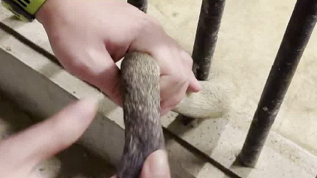 女子首次感受真毛的触感，激动万分