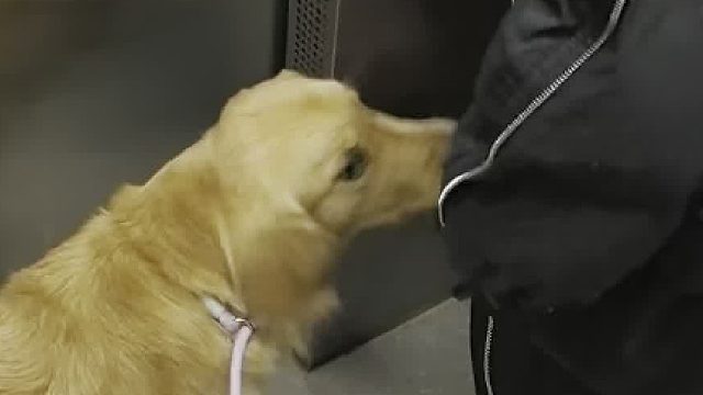 竟然有比金毛还热情的陌生人！