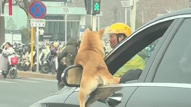 这狗狗坐车姿势那么奇葩吗？
