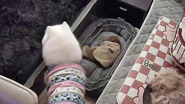 老狗狗都很固执吧！ 但她开心就好～