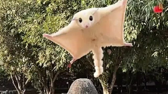 总有些小东西，是为了治愈你而来的。