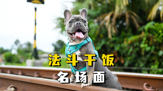 法斗：吃饭不积极，脑子有问题！