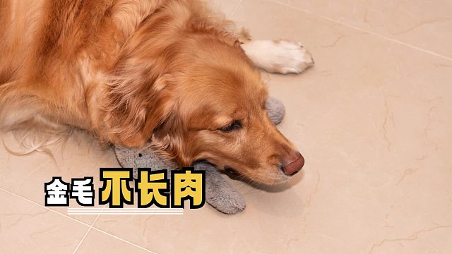 金毛体重不达标？这些危害你必须知道