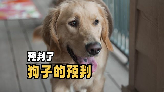 小狗头一歪，主人就知道它想干啥