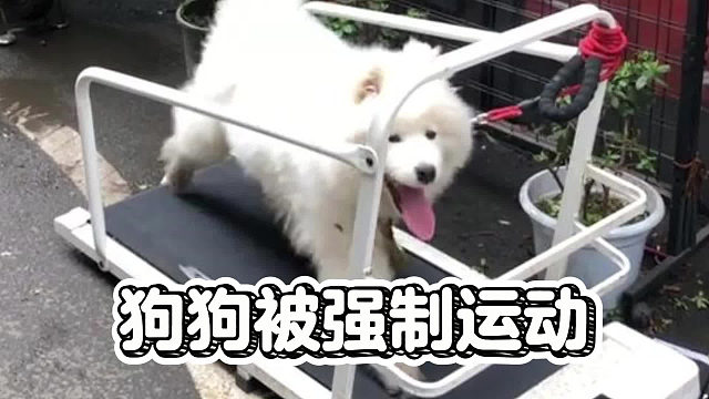狗狗被强制运动，这还有天理吗？