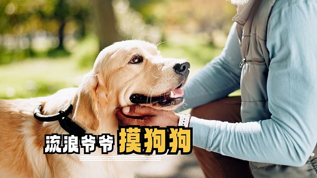 狗狗的存在，一定治愈了很多人吧