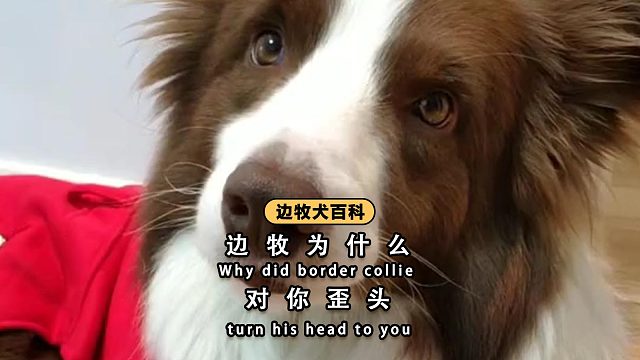 边牧老是对你歪头，这是咋回事呢？