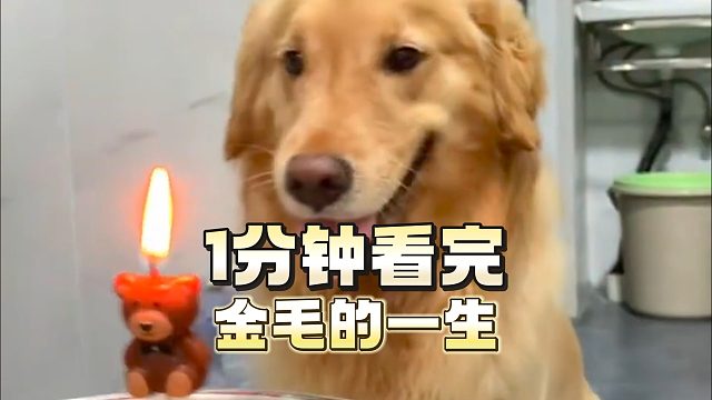 金毛年龄换算表：一岁等于人类几岁？