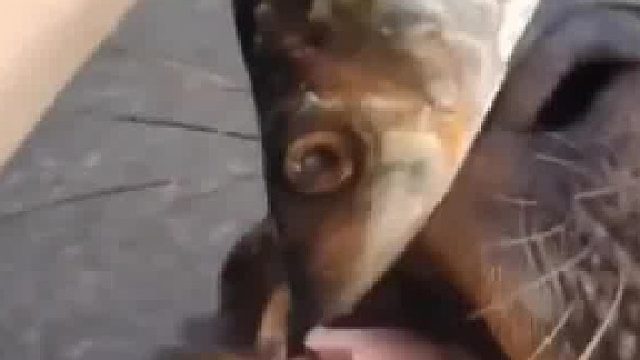 海狮:是不是吃太快了？