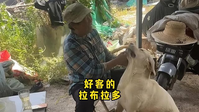 拉布拉多的人情世故，拿捏得死死的