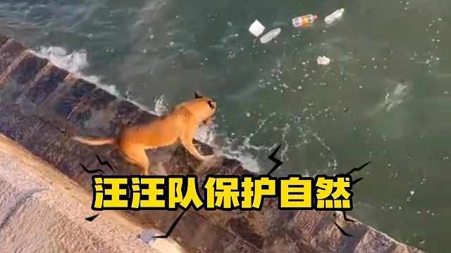 世界破破烂烂，小狗缝缝补补！