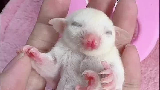 胖宝宝胖宝宝胖宝宝