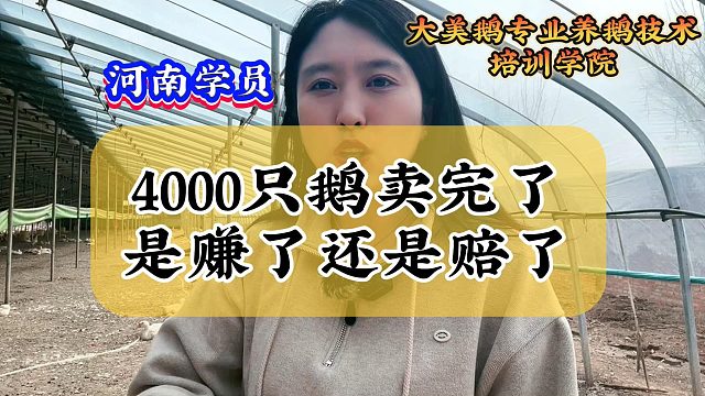 4000只鹅卖完了，这批鹅是挣了还是亏了