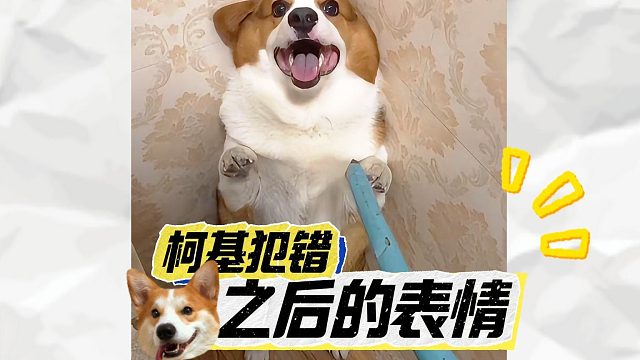 柯基犯错后的表情，你家属于哪一种