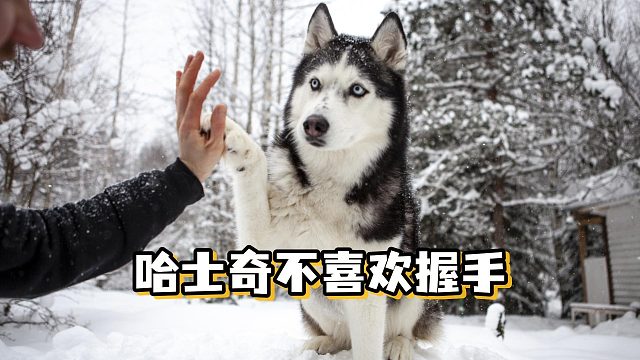 哈士奇反感握手，都是有原因的
