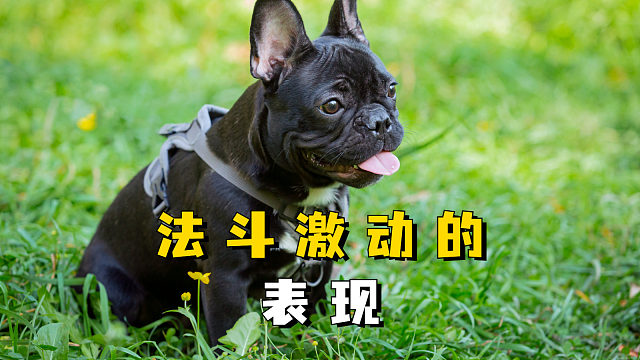 法斗激动时，有哪些表现呢？