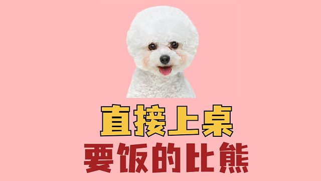 为了口吃的，比熊直接上桌