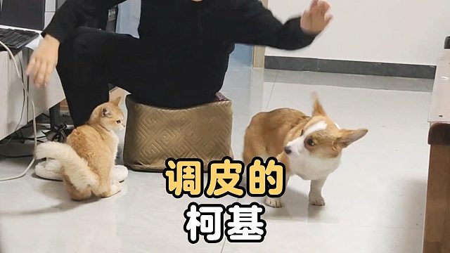 调皮的柯基，找事被制裁