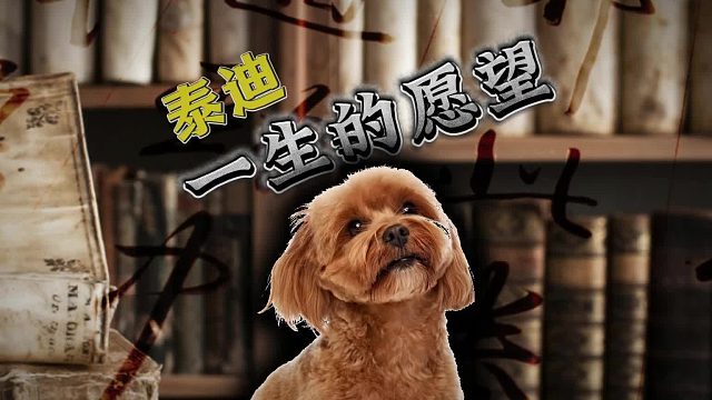 泰迪一生的心愿，你能帮它实现吗？