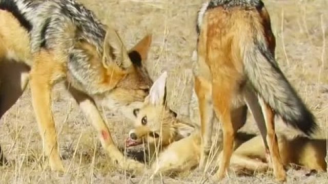 狡猾的狐狸为了活命，三番五次在胡狼面前装死