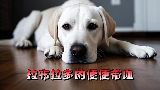 拉布拉多便便出血了，是什么原因导致的