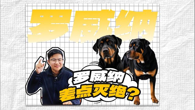 这么优秀的罗威纳，曾经差点灭绝了！