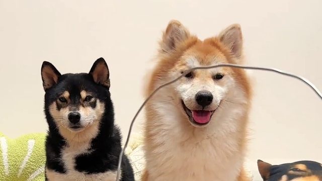 铁丝吃零食挑战，哮天犬已经next level 了