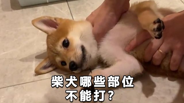 这4个部位不能打，都是柴犬的“生命线”