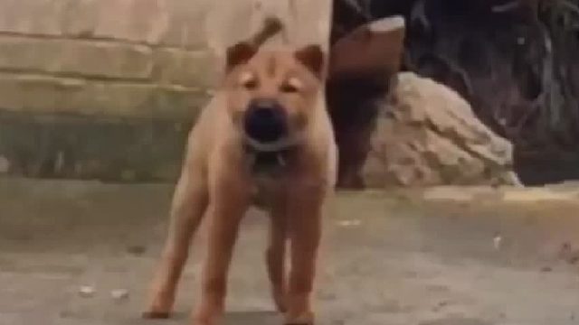 你们看看把狗吓成什么样了