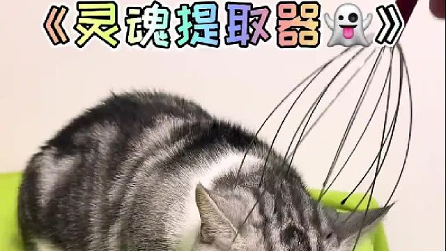 把小猫咪的灵魂提取出来玩！肉身好好睡觉～