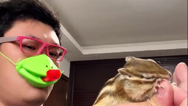 发现了最新抓小松鼠和小猫咪的办法！