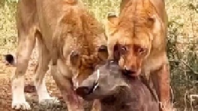 疣猪被两头狮子攻击，任凭如何反抗都无法摆脱狮子