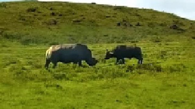 犀牛和水牛单挑，水牛不敌逃走