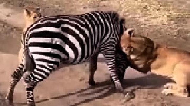 狮子狩猎斑马，绝对的力量面前反抗是徒劳