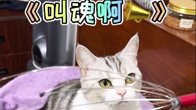 叫魂学会了么？