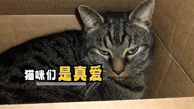 猫咪不需要地位差证明它的专情，爱就是爱