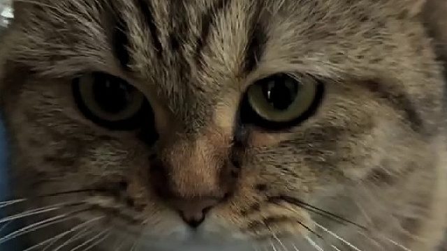 不摸我这个懒腰没法伸