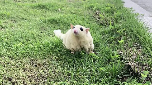 笑不活了了，怎么变成大头苍蝇了