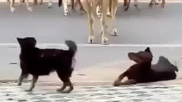 狗子：艾玛！大哥我不行了！我腿软